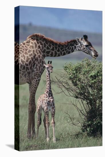 Parent and Young Giraffe-DLILLC-Premier Image Canvas