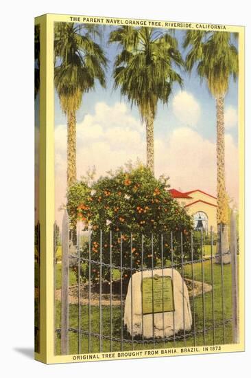 Parent Orange Tree, Riverside, California-null-Stretched Canvas