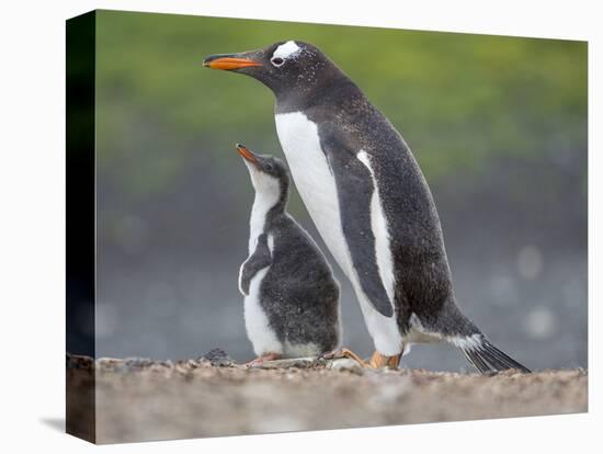 Parent with chick. Gentoo penguin on the Falkland Islands. South America, January-Martin Zwick-Premier Image Canvas
