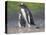 Parent with chick. Gentoo penguin on the Falkland Islands. South America, January-Martin Zwick-Premier Image Canvas