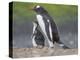 Parent with chick. Gentoo penguin on the Falkland Islands. South America, January-Martin Zwick-Premier Image Canvas