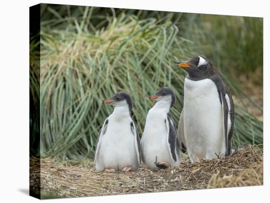 Parent with chick. Gentoo penguin on the Falkland Islands.-Martin Zwick-Premier Image Canvas