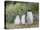 Parent with chick. Gentoo penguin on the Falkland Islands.-Martin Zwick-Premier Image Canvas