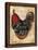 Paris Rooster II-Jennifer Garant-Premier Image Canvas