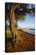 Park on the Coast of Lahaina, Maui, Hawaii, United States of America, Pacific-Michael-Premier Image Canvas