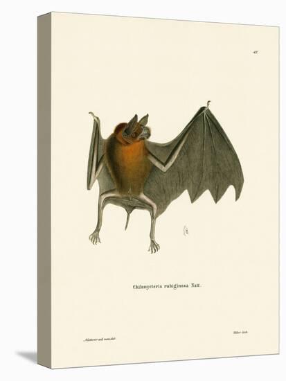 Parnell's Mustached Bat-null-Premier Image Canvas