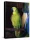 Parrot, 1915-George Wesley Bellows-Premier Image Canvas