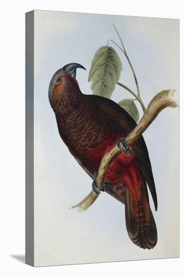 Parrot, Nestor Pypopolius. Birds of Australia and the Adjacent Islands-John Gould-Premier Image Canvas