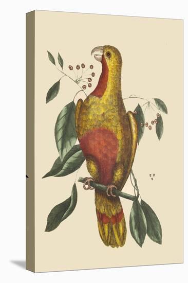 Parrot of Paradise of Cuba-Mark Catesby-Stretched Canvas