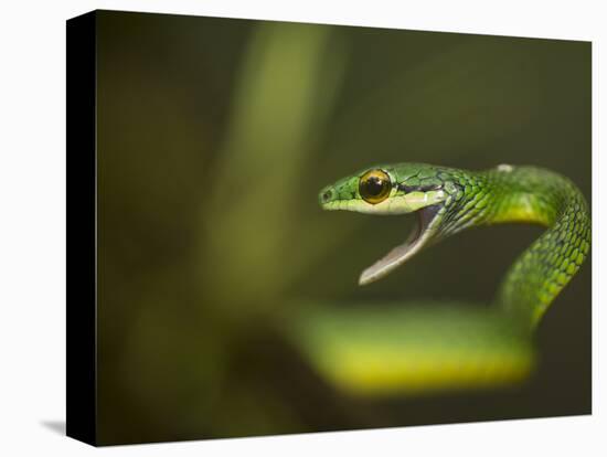 Parrot snake in aggressive pose with mouth open, Costa Rica-Paul Hobson-Premier Image Canvas