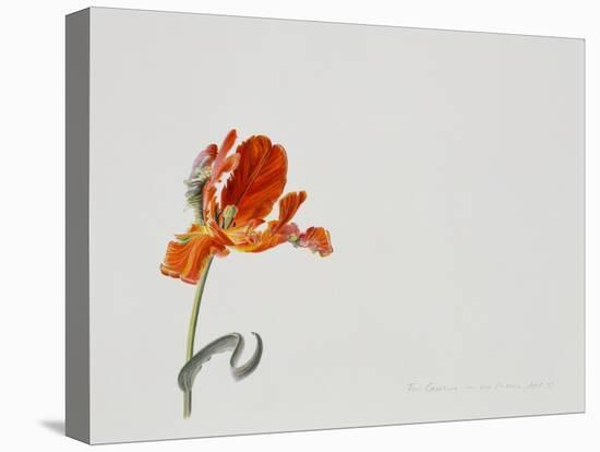 Parrot Tulip, 1999-Rebecca John-Premier Image Canvas