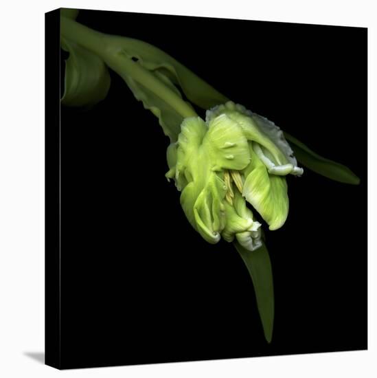 Parrot Tulip 2-Magda Indigo-Stretched Canvas