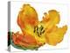 Parrot tulip close-up-Frank Krahmer-Stretched Canvas