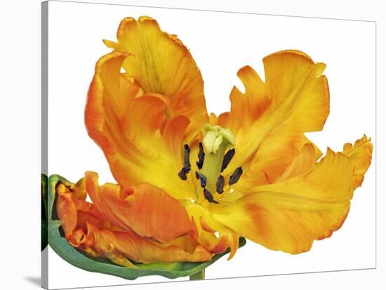 Parrot tulip close-up-Frank Krahmer-Stretched Canvas