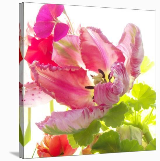 Parrot Tulip-Judy Stalus-Stretched Canvas