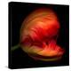 Parrot Tulip-Magda Indigo-Premier Image Canvas