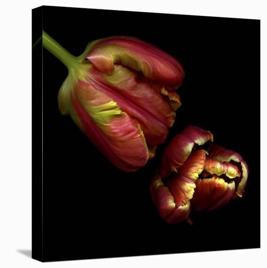 Parrot Tulips 1-Magda Indigo-Stretched Canvas