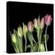 Parrot Tulips 3-Magda Indigo-Stretched Canvas