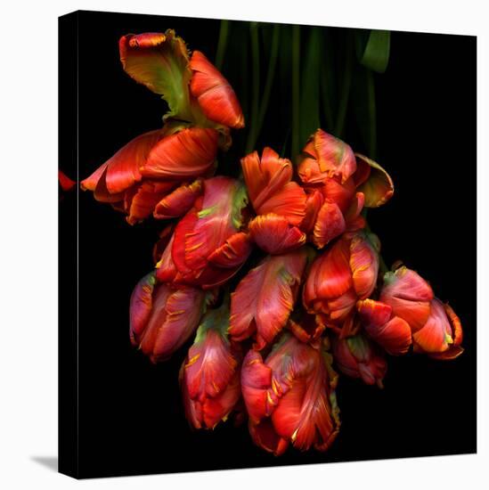 Parrot Tulips-Magda Indigo-Premier Image Canvas