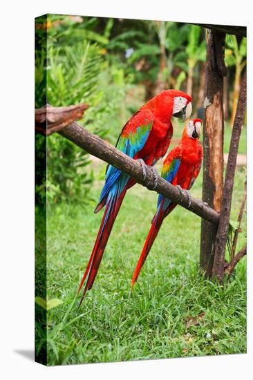 Parrots: Scarlet Macaw (Ara Macao)-zanskar-Premier Image Canvas