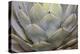 Parry's agave or mescal agave.-Mallorie Ostrowitz-Premier Image Canvas