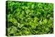 Parsley-Steve Gadomski-Premier Image Canvas