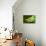 Parson's Chameleon, Andasibe-Mantadia National Park, Madagascar-Paul Souders-Premier Image Canvas displayed on a wall