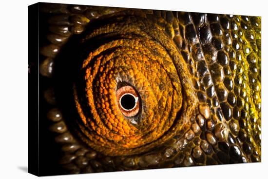 Parson's chameleon eye, Madagascar-Alex Hyde-Premier Image Canvas