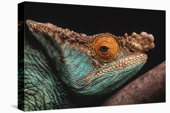 Parson's Chameleon on Branch-DLILLC-Premier Image Canvas