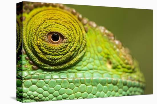 Parsons Chameleon, Madagascar-Paul Souders-Premier Image Canvas