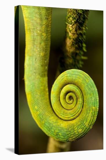 Parsons Chameleon Tail, Andasibe-Mantadia National Park, Madagascar-Paul Souders-Premier Image Canvas