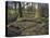 Part of a forest kindergarten in the wood with circle on the floor-Axel Killian-Premier Image Canvas