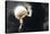 Partial Lunar Eclipse-Detlev Van Ravenswaay-Premier Image Canvas
