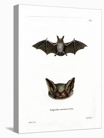 Particoloured Bat-null-Premier Image Canvas