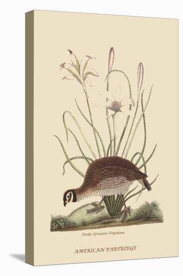 Partridge or American Coq-Mark Catesby-Stretched Canvas