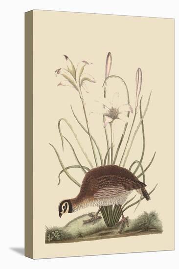 Partridge or American Coq-Mark Catesby-Stretched Canvas