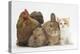 Partridge Pekin Bantam with Kitten, Sandy Netherland Dwarf-Cross and Baby Lionhead-Cross Rabbit-Mark Taylor-Premier Image Canvas