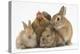 Partridge Pekin Bantam with Sandy Netherland Dwarf-Cross Rabbit, and Baby Lionhead Cross Rabbits-Mark Taylor-Premier Image Canvas