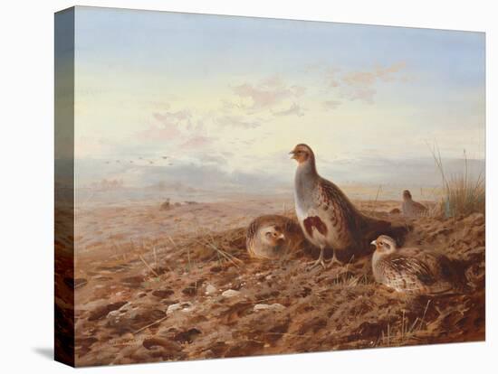 Partridges Amongst Stubble, 1900 watercolor-Archibald Thorburn-Premier Image Canvas
