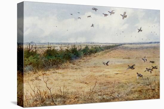 Partridges at Sandringham-Archibald Thorburn-Premier Image Canvas