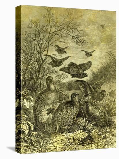 Partridges Austria 1891-null-Premier Image Canvas