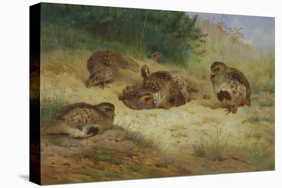 Partridges Basking-Archibald Thorburn-Premier Image Canvas