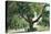 Pasadena, California - A Live Oak Tree on Orange Grove Avenue-Lantern Press-Stretched Canvas