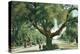 Pasadena, California - A Live Oak Tree on Orange Grove Avenue-Lantern Press-Stretched Canvas