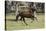 Paso Stallion-Bob Langrish-Premier Image Canvas