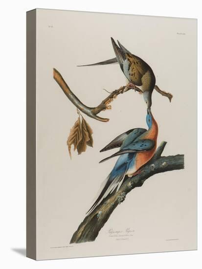 Passenger Pigeon, 1827-1838-John James Audubon-Premier Image Canvas