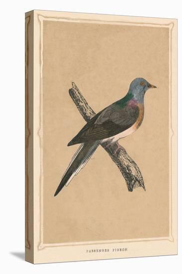 'Passenger Pigeon', (Ectopistes migratorius), extinct species, c1850, (1856)-Unknown-Premier Image Canvas