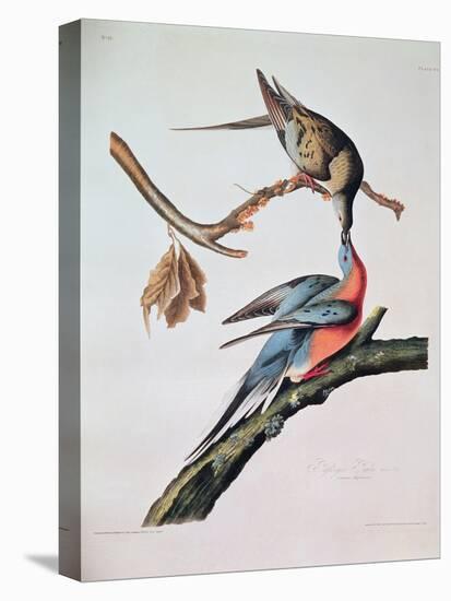 Passenger Pigeon, from 'Birds of America'-John James Audubon-Premier Image Canvas