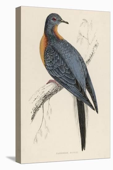 Passenger Pigeon-Reverend Francis O. Morris-Premier Image Canvas