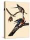 Passenger Pigeons-John James Audubon-Premier Image Canvas